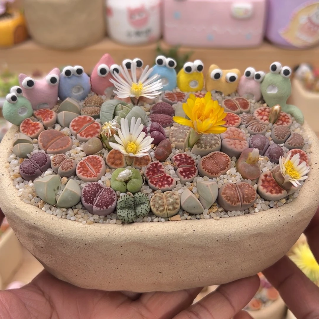 多肉植物实付9.9元包邮34号