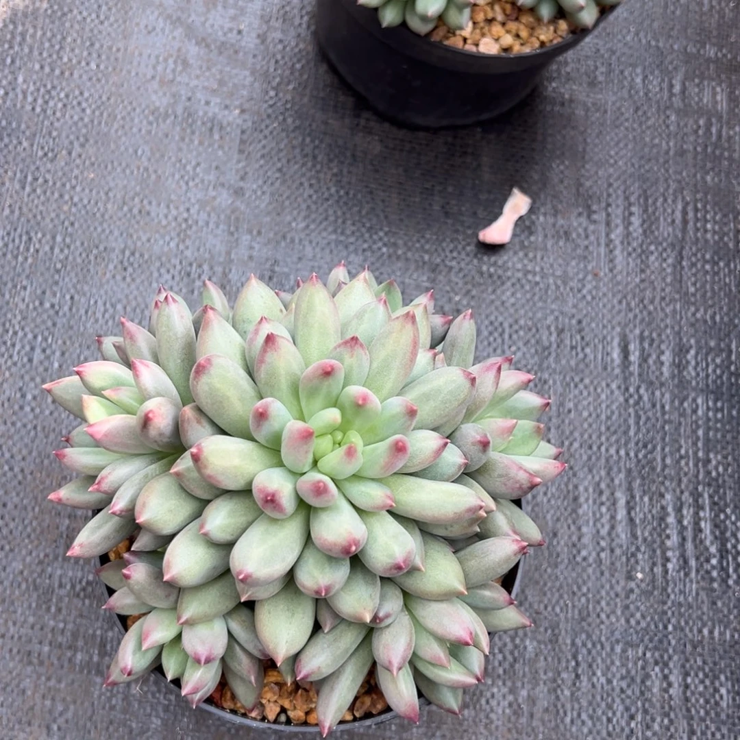 10241111111111111111