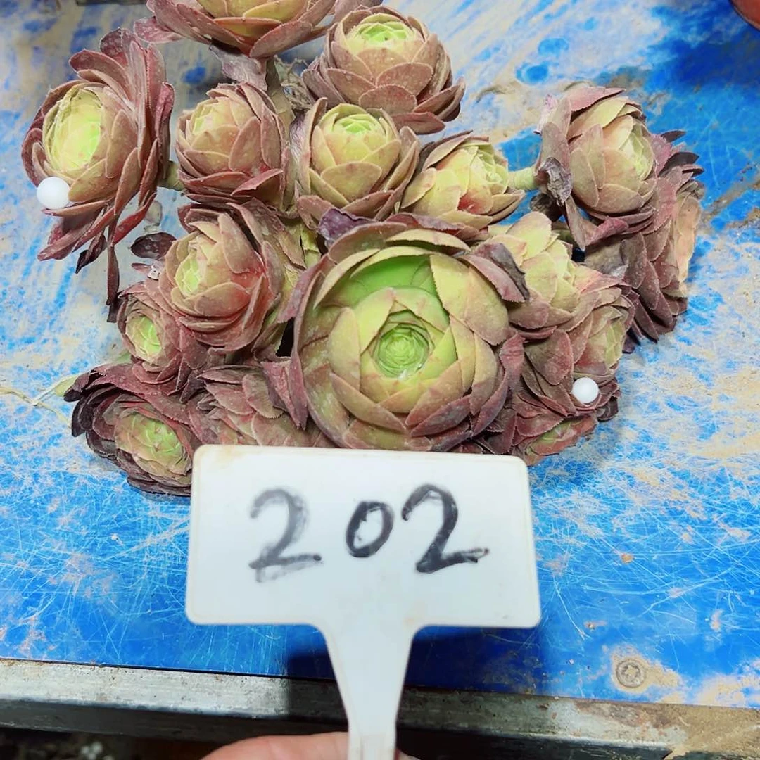 多肉植物万圣节法师