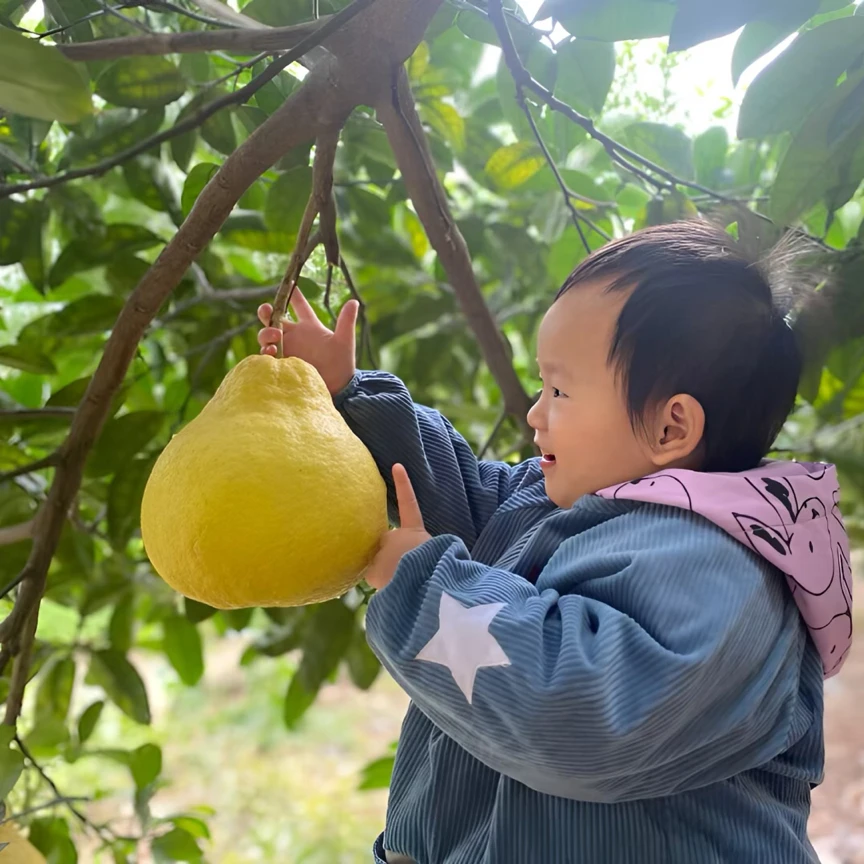【省外-特惠装】正宗合江真龙柚不酸白心柚新鲜清甜产地发货
