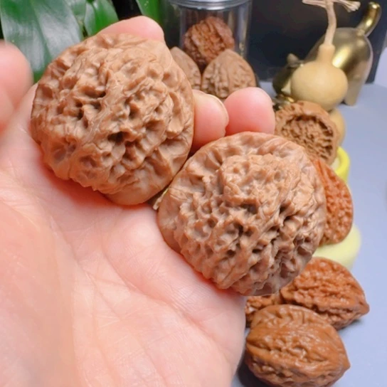 核桃精品41➕尺正尖马老四
