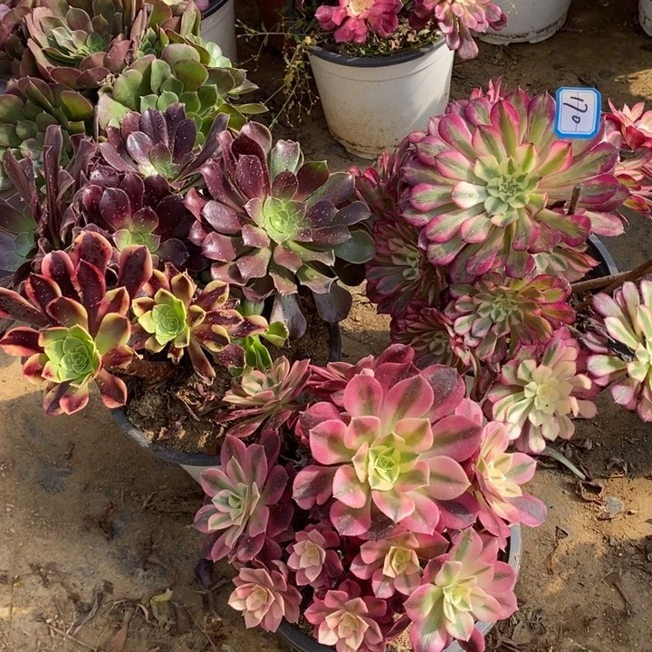 170欧嘉莉，红铜白，粉女巫多肉