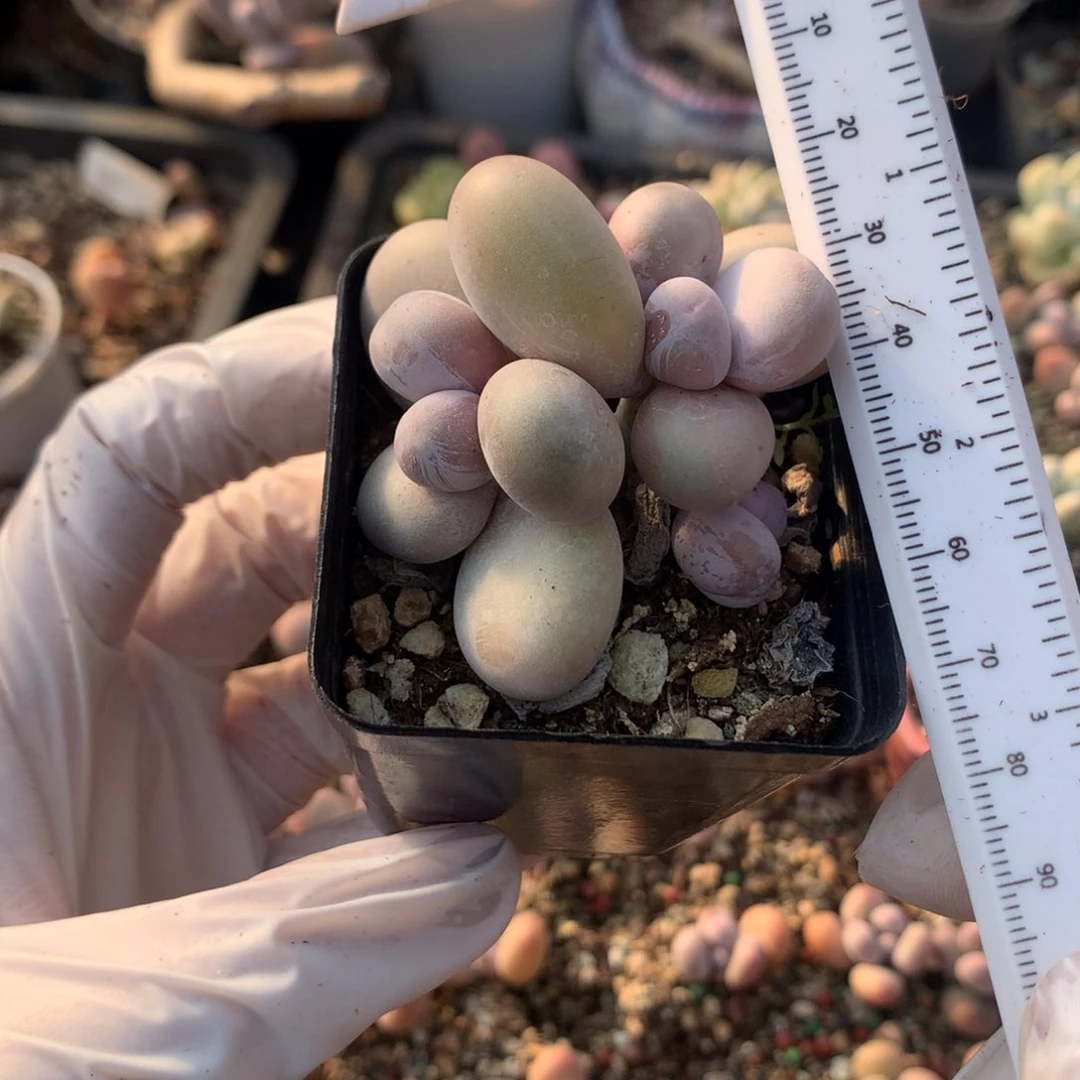 水光针奶酪多肉，原始奶