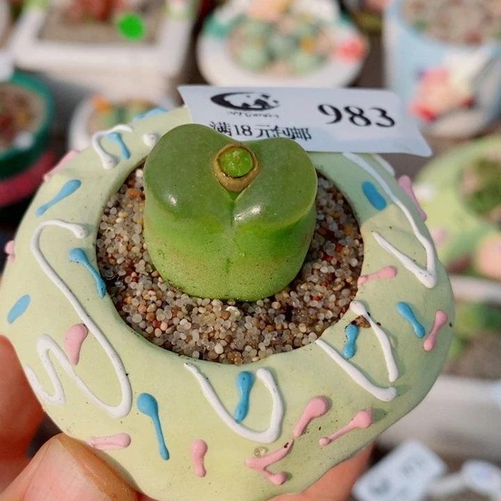 生石花花花花花花花983