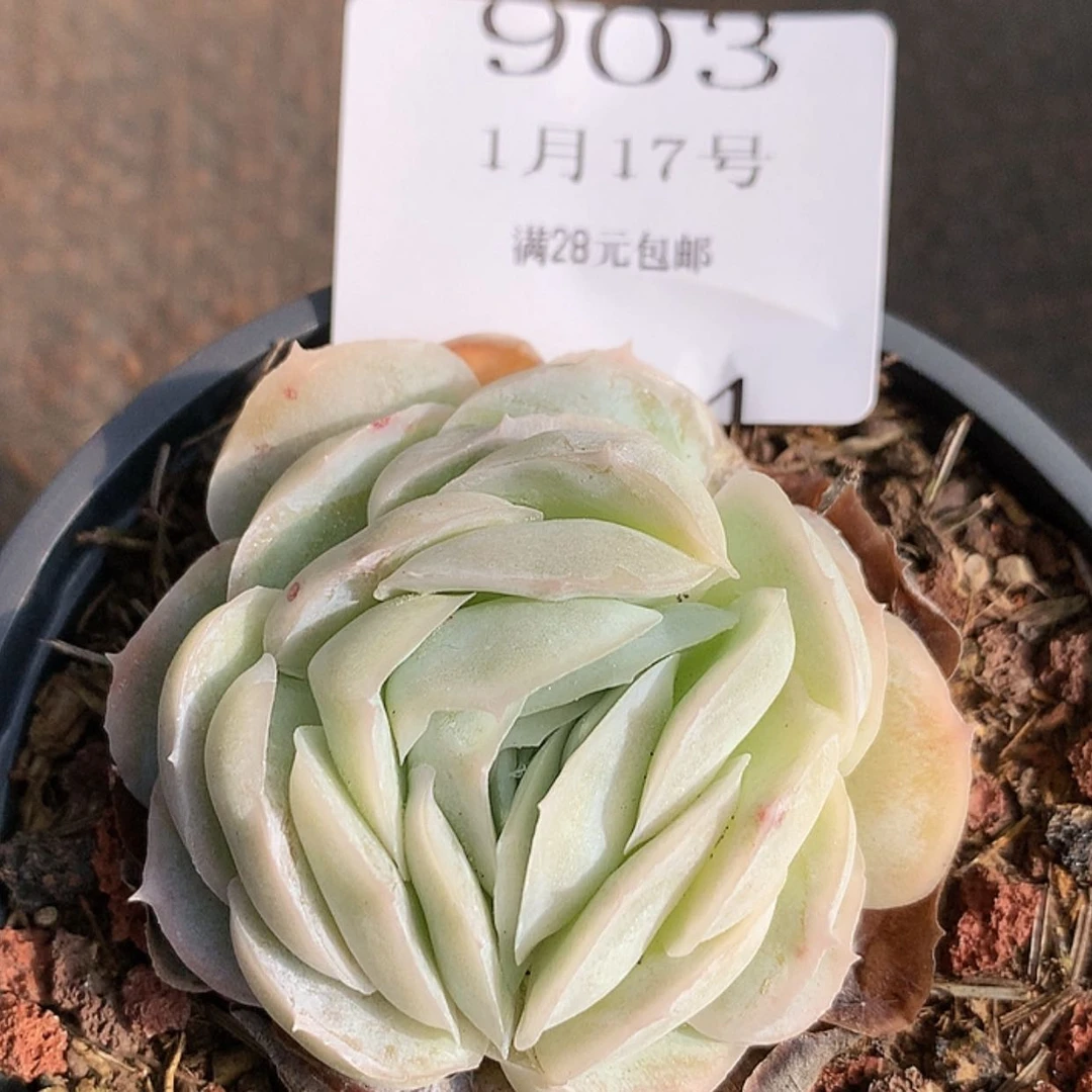 【闪购商品】云903