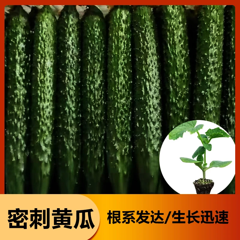 【6颗精选黄瓜苗】秧苗水果黄瓜蜜刺黄瓜基地直发带土发货对版发货