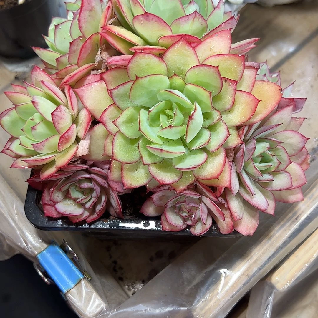牡丹亭群多肉植物