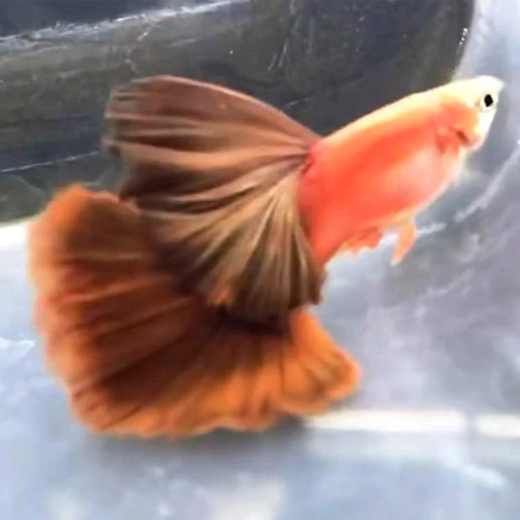 超大背野红孔雀鱼