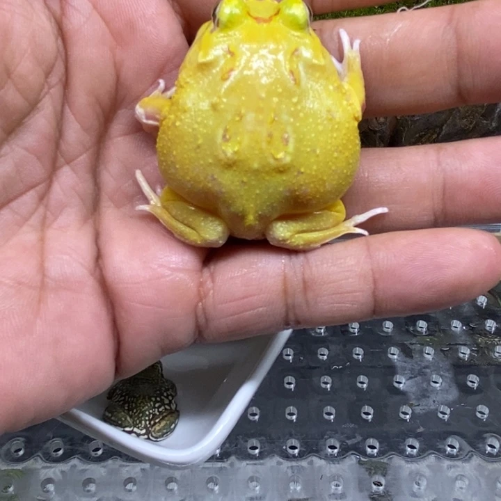 老爷树蛙超级皮卡丘