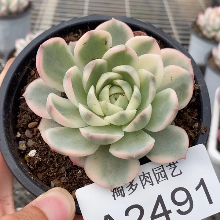 粉水晶锦多肉植物A2491