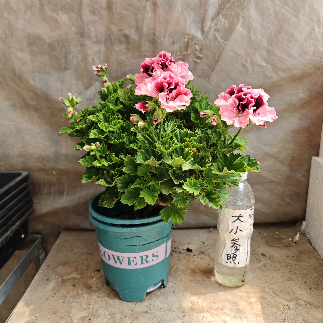 阿比盖尔 大花天竺葵蝴蝶梅 特大苗 好养勤花阳台窗台绿植花卉