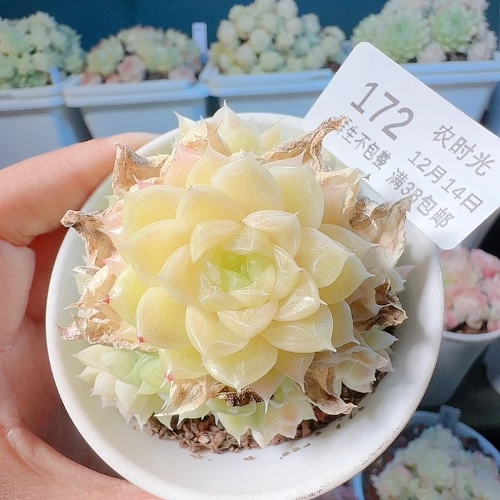 1214-172优选麦杆