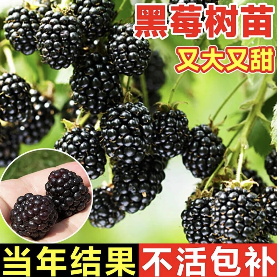 黑树莓原盆原土带枝带叶黑树莓果树果苗南方北方种植四季盆栽地栽