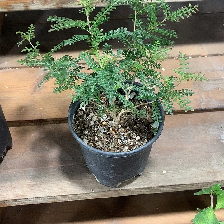 织冠漆树88888888888