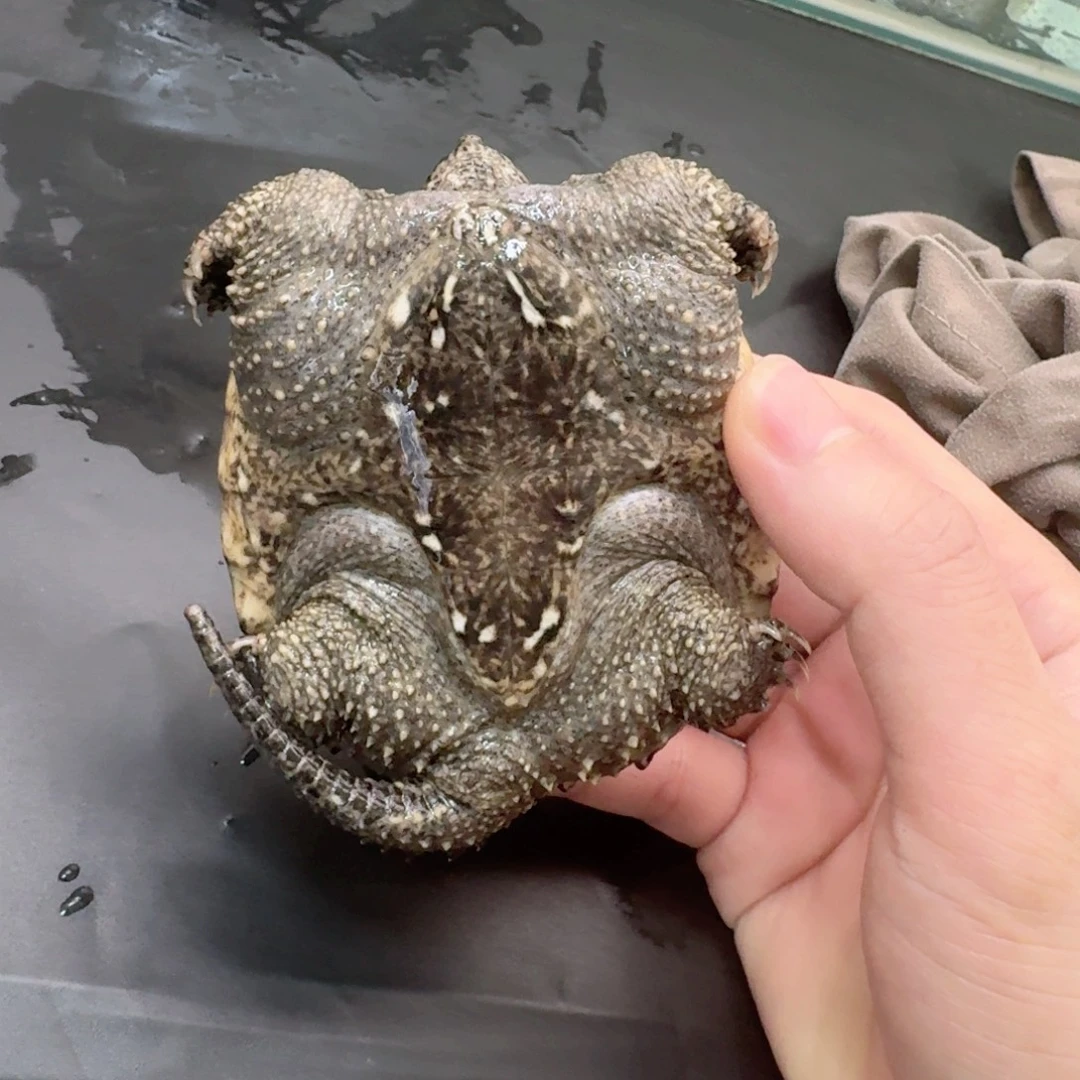 宠物龟不分公母111