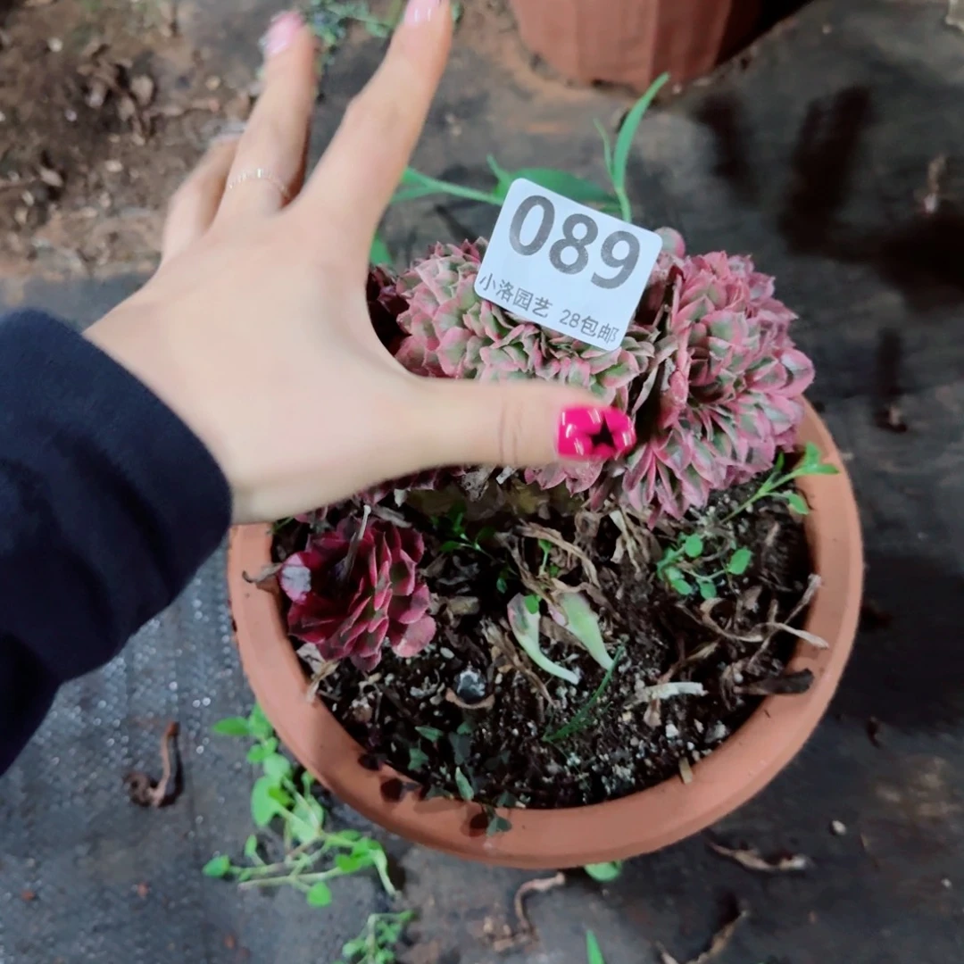 89荔枝缀化多肉植物