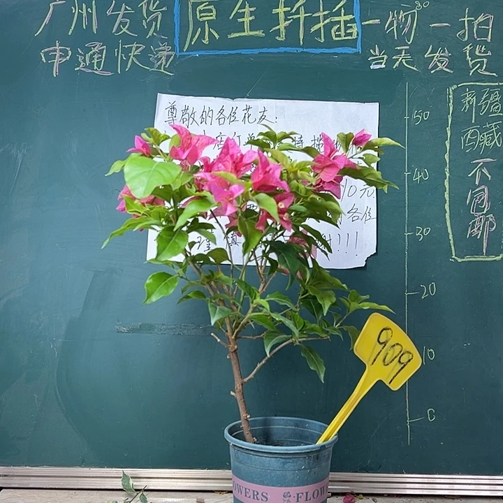 完全开放 胭脂红  909