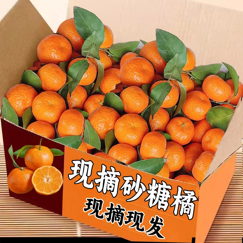 正宗广西砂糖橘精品小桔子新鲜水果当季现摘薄皮柑橘金秋蜜桔包邮