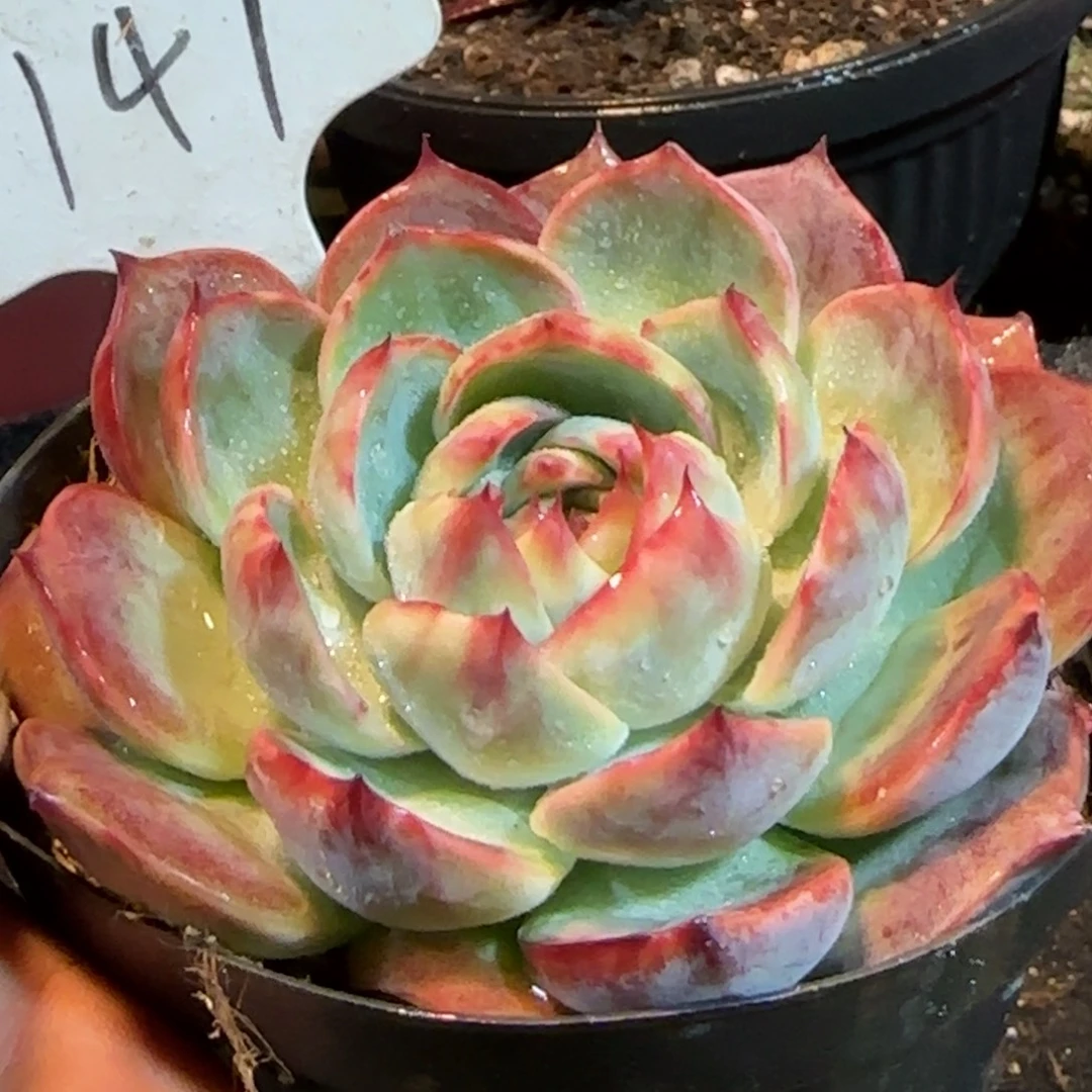 惊鸿一物一拍包装收缩花旱147