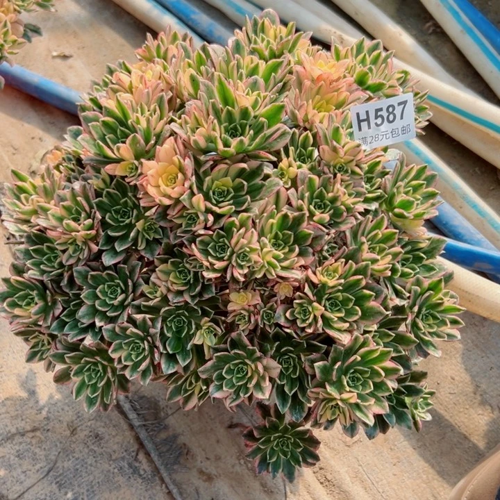 阿*?587甜茶多肉多肉