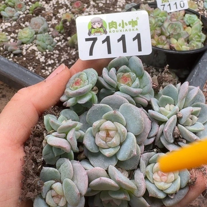 奶***葵多肉植物多肉植物