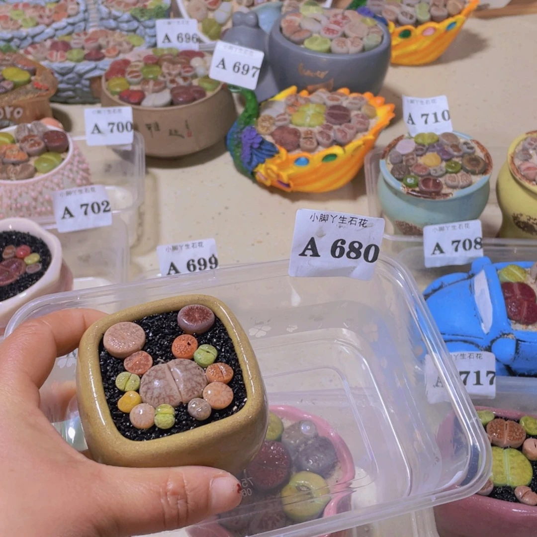 680生石花生石生石花