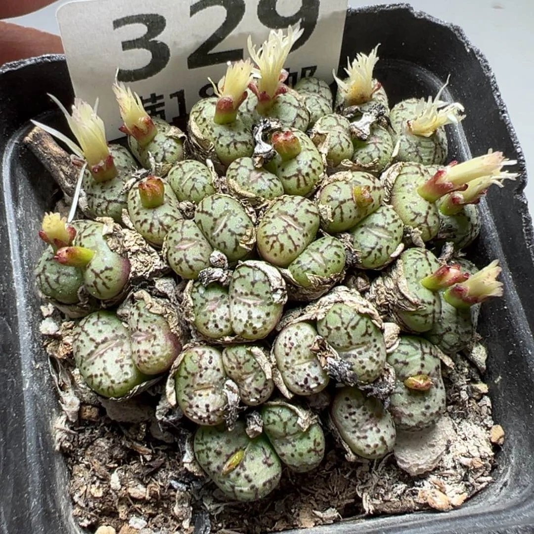 【闪购商品】329……