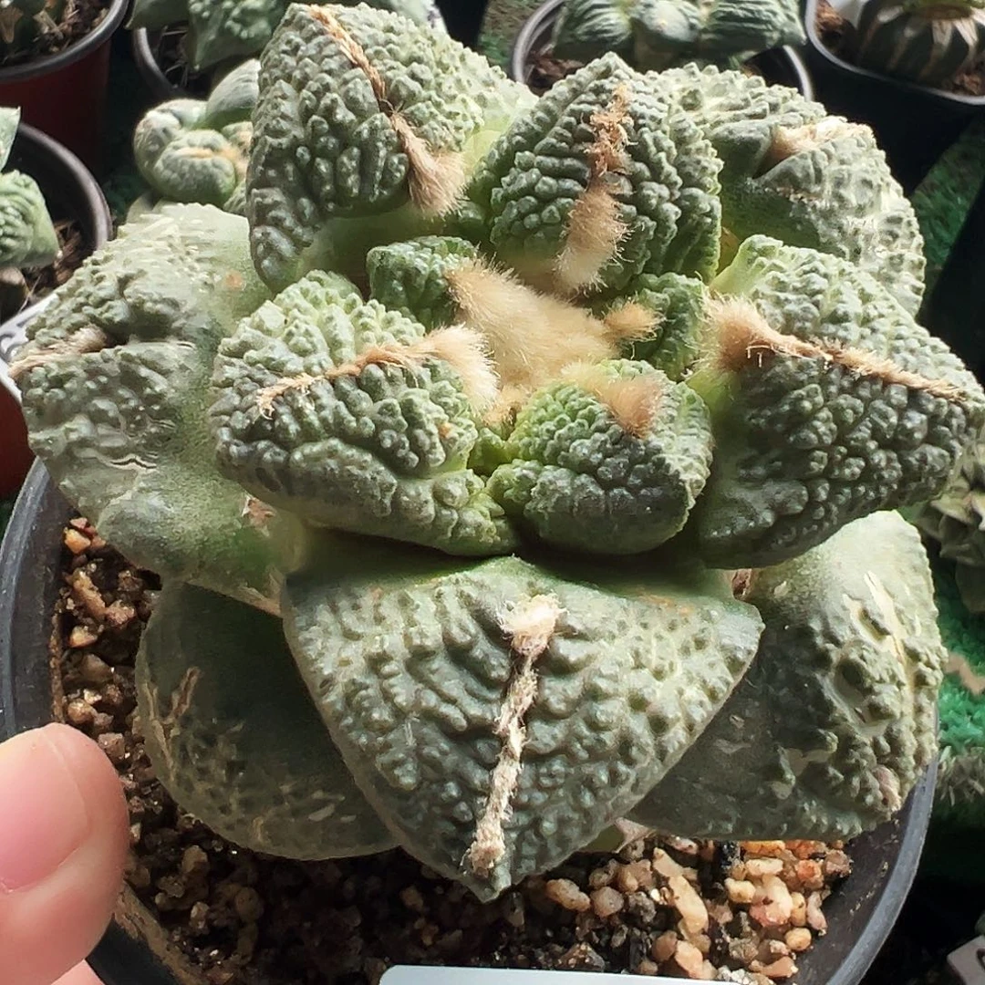 无花朵福利大尤龟甲牡丹983