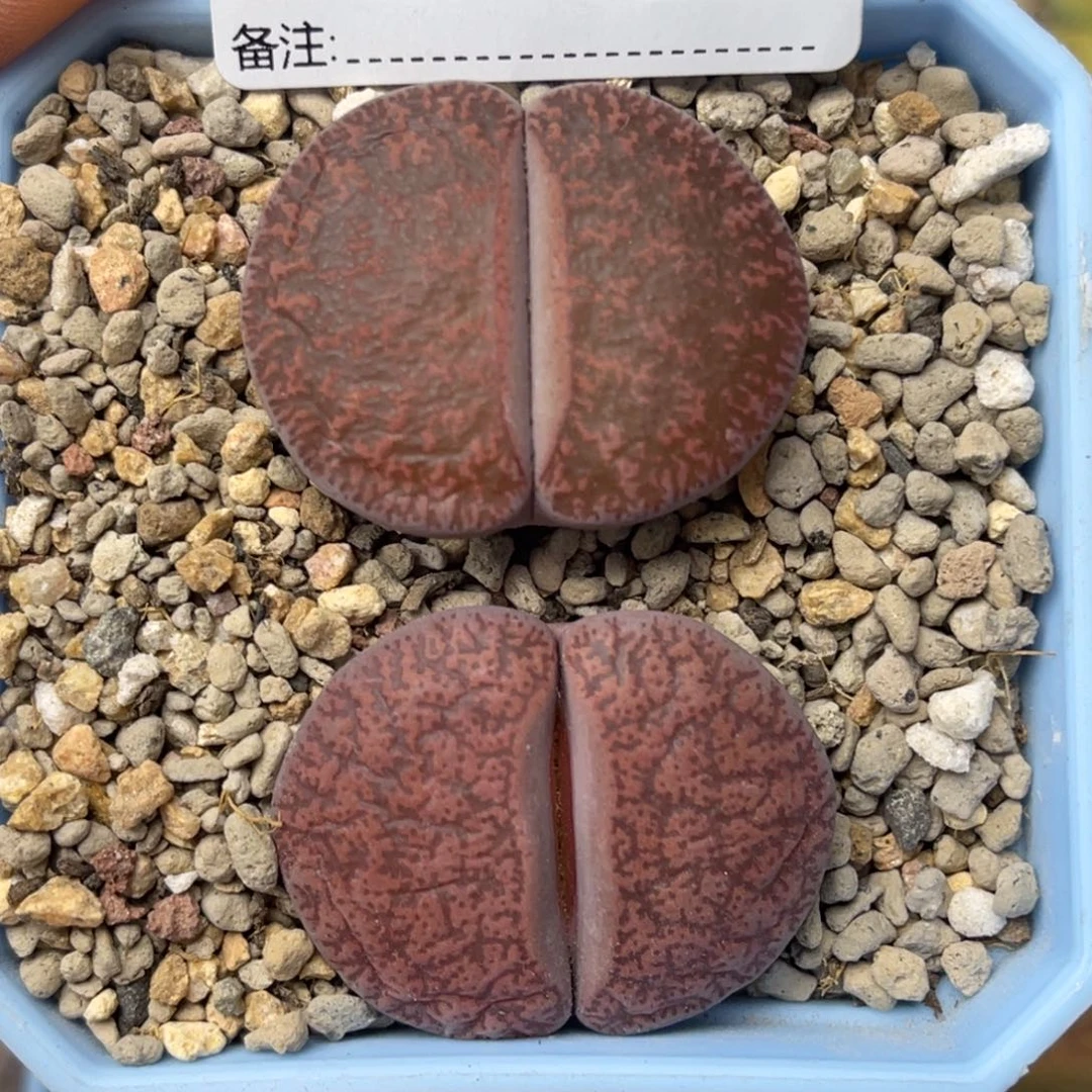 0146酒红紫薰2颗尺寸3.2