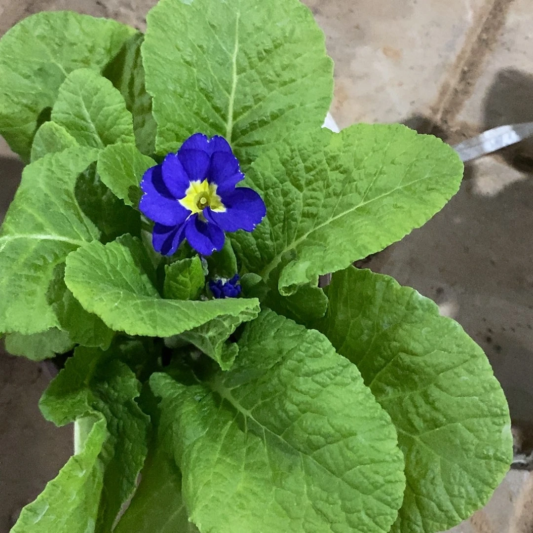 大部分开放少量花苞蓝色报春