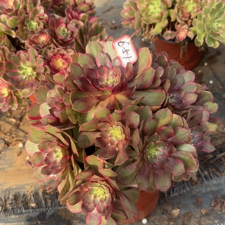 6-51粉花妖凑单不包售后