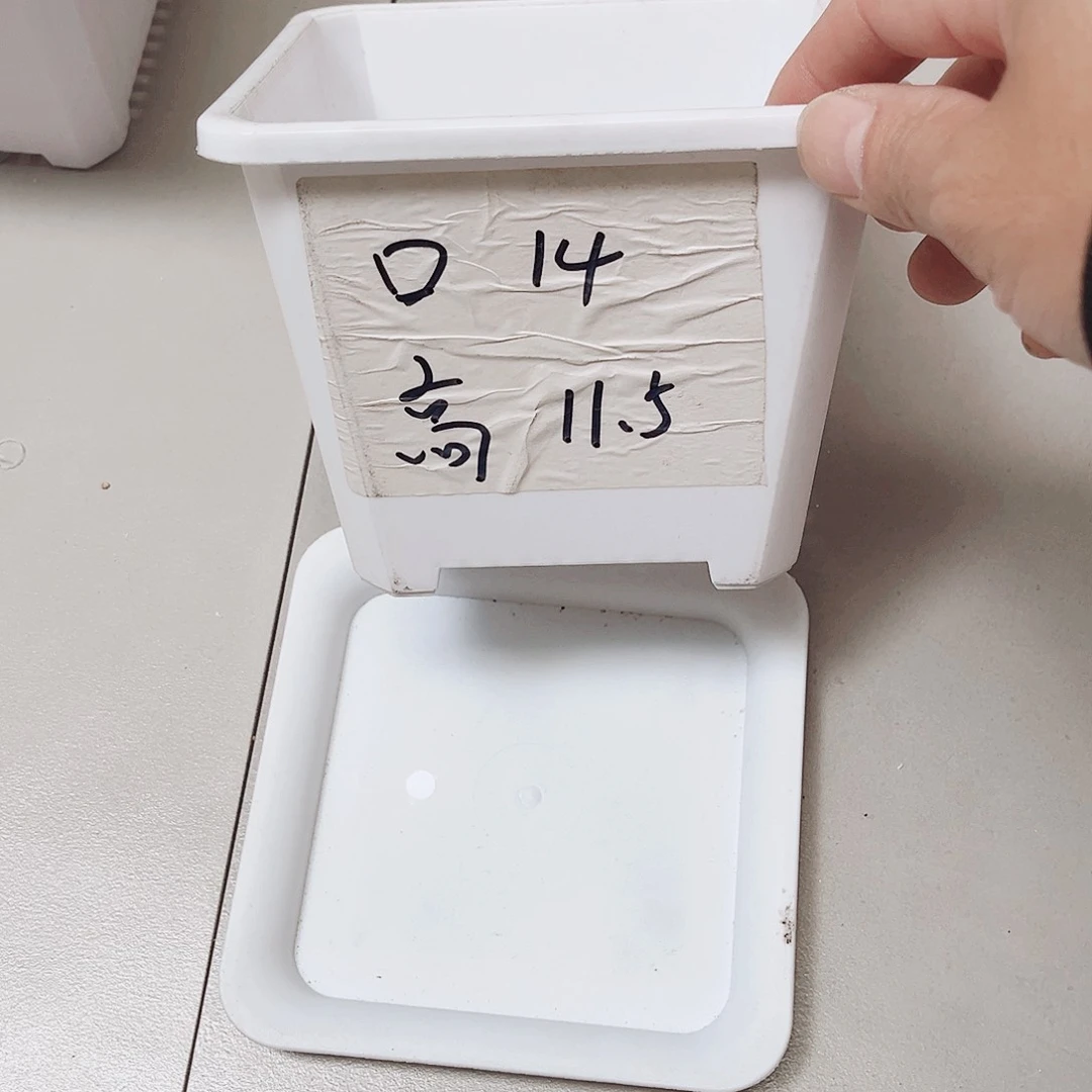 升级款景天口14白方盆11个带拖盘