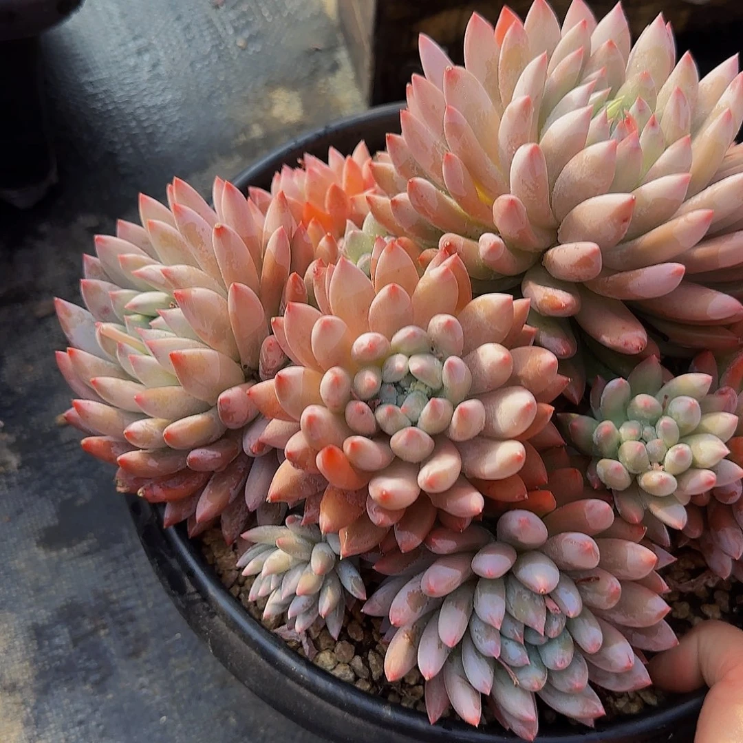 y***n咯摸摸摸摸摸摸摸摸摸摸看