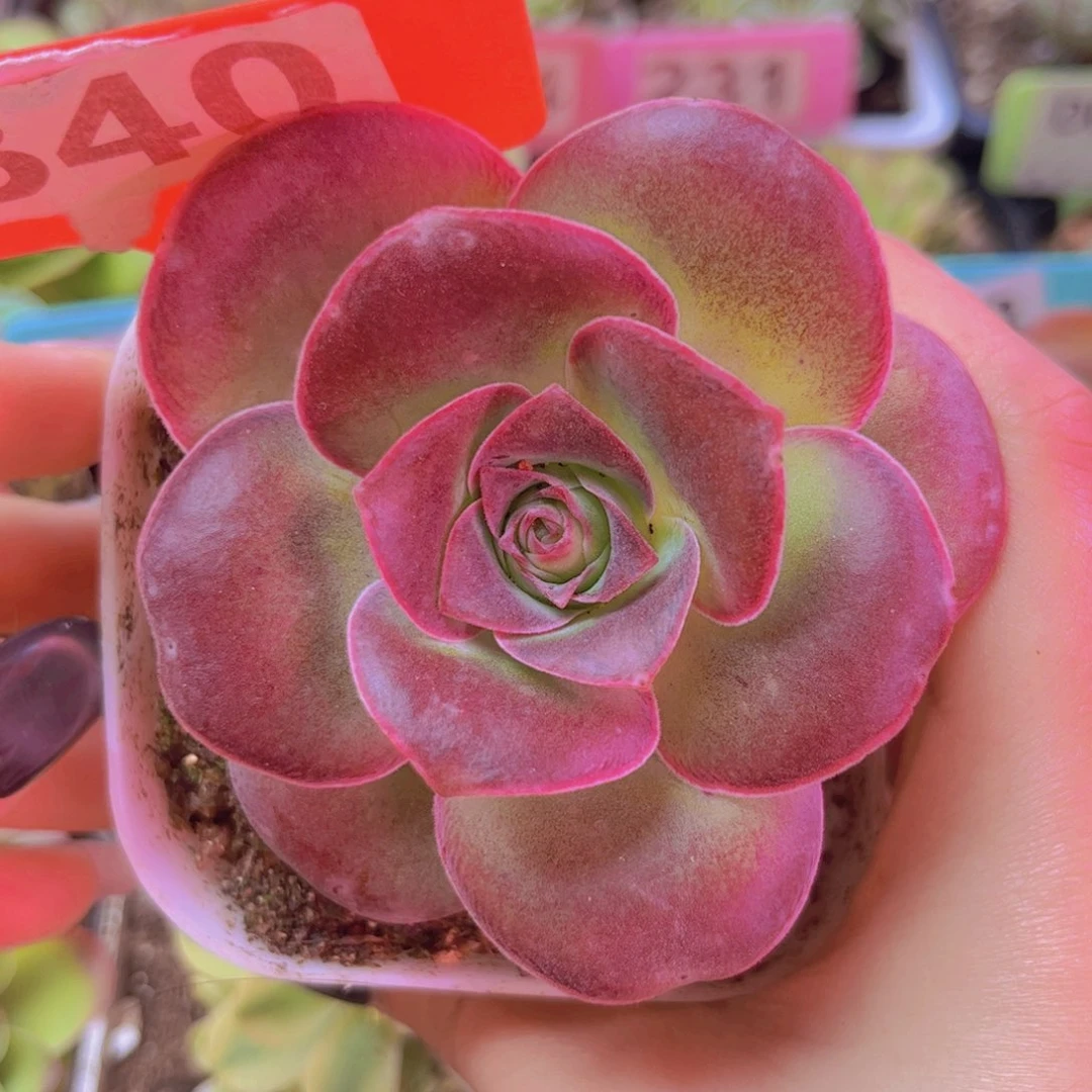 340山地玫瑰紫色