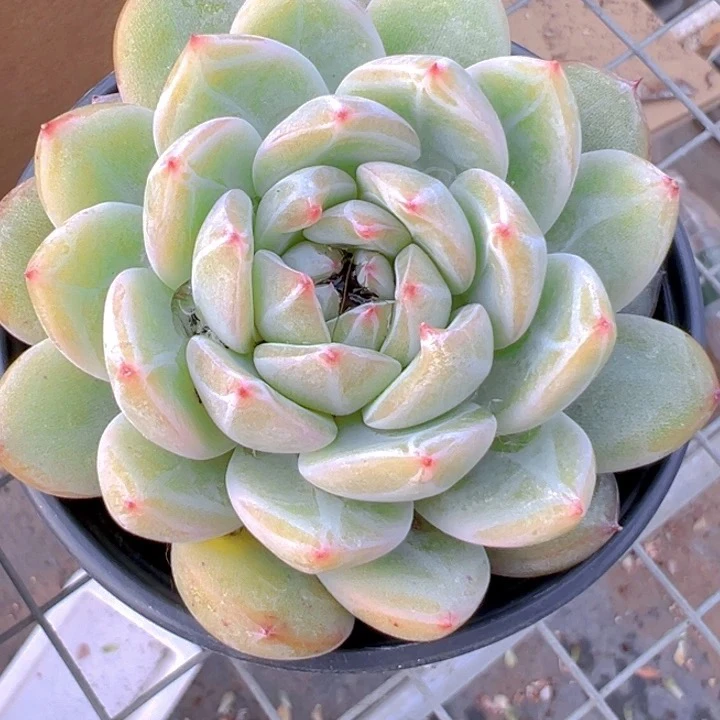 雪花珍妮 精品多肉办公室阳台绿植园艺盆栽花卉庭院多肉植物