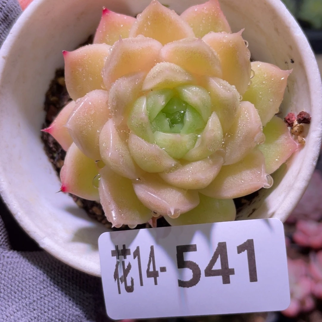 花利美14-541麦秆
