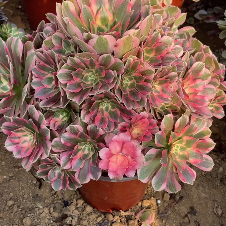 无花朵243多肉植物