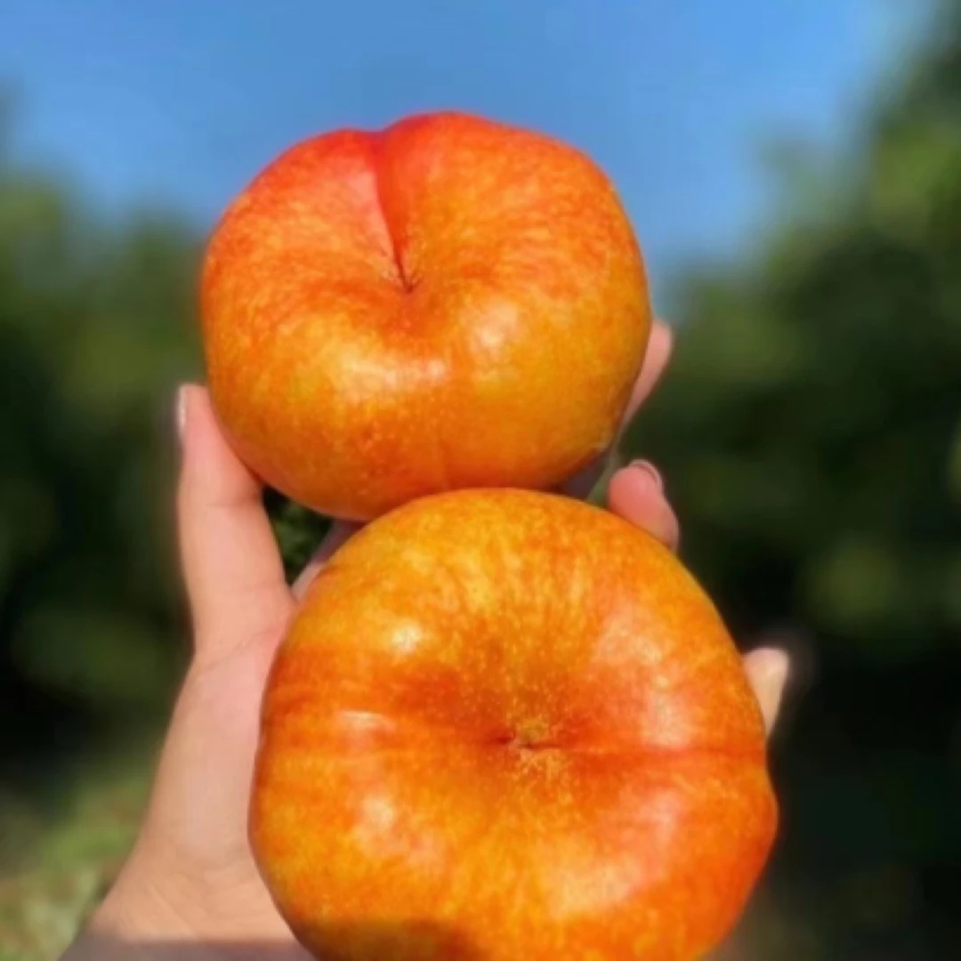 【顺丰包邮】大连油蟠桃黄心脆甜油桃现摘新鲜水果脆甜可口