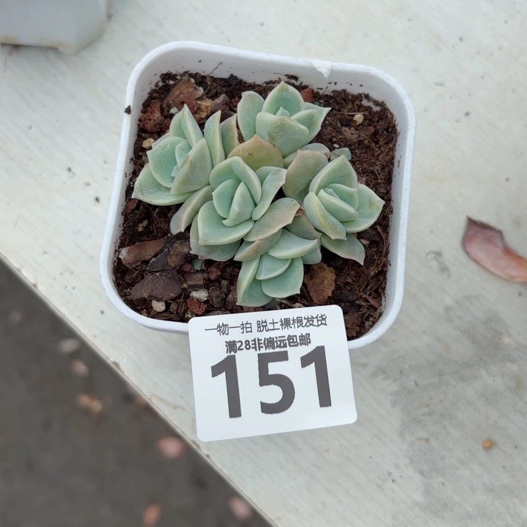 可爱玫瑰无盆土发货