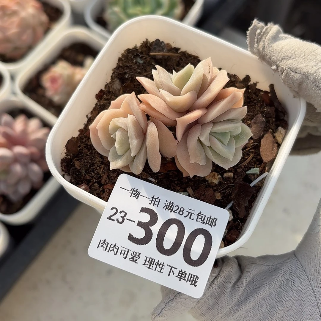 可爱玫瑰无盆土发货无盆
