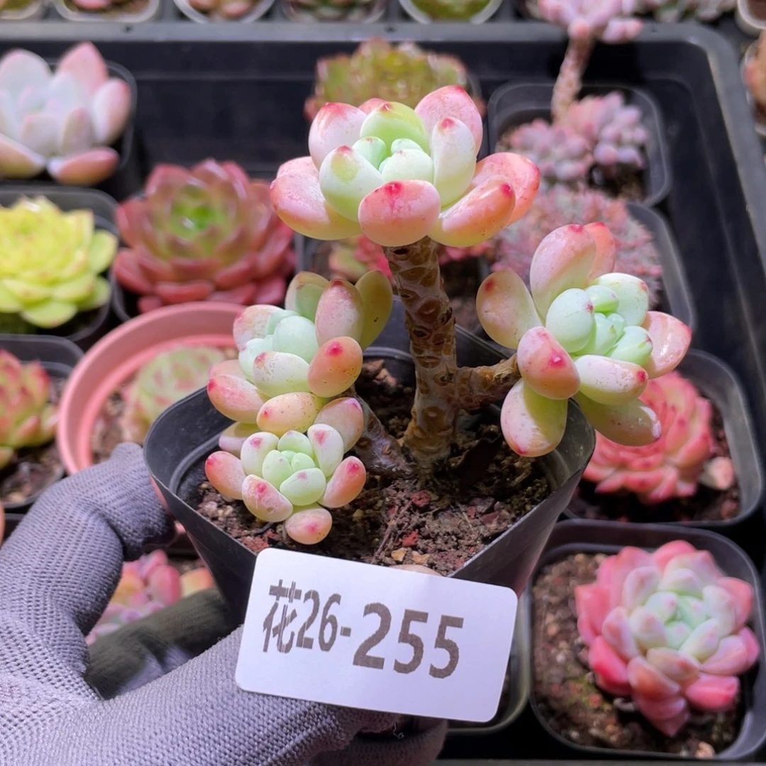 花利美26-255罗琦