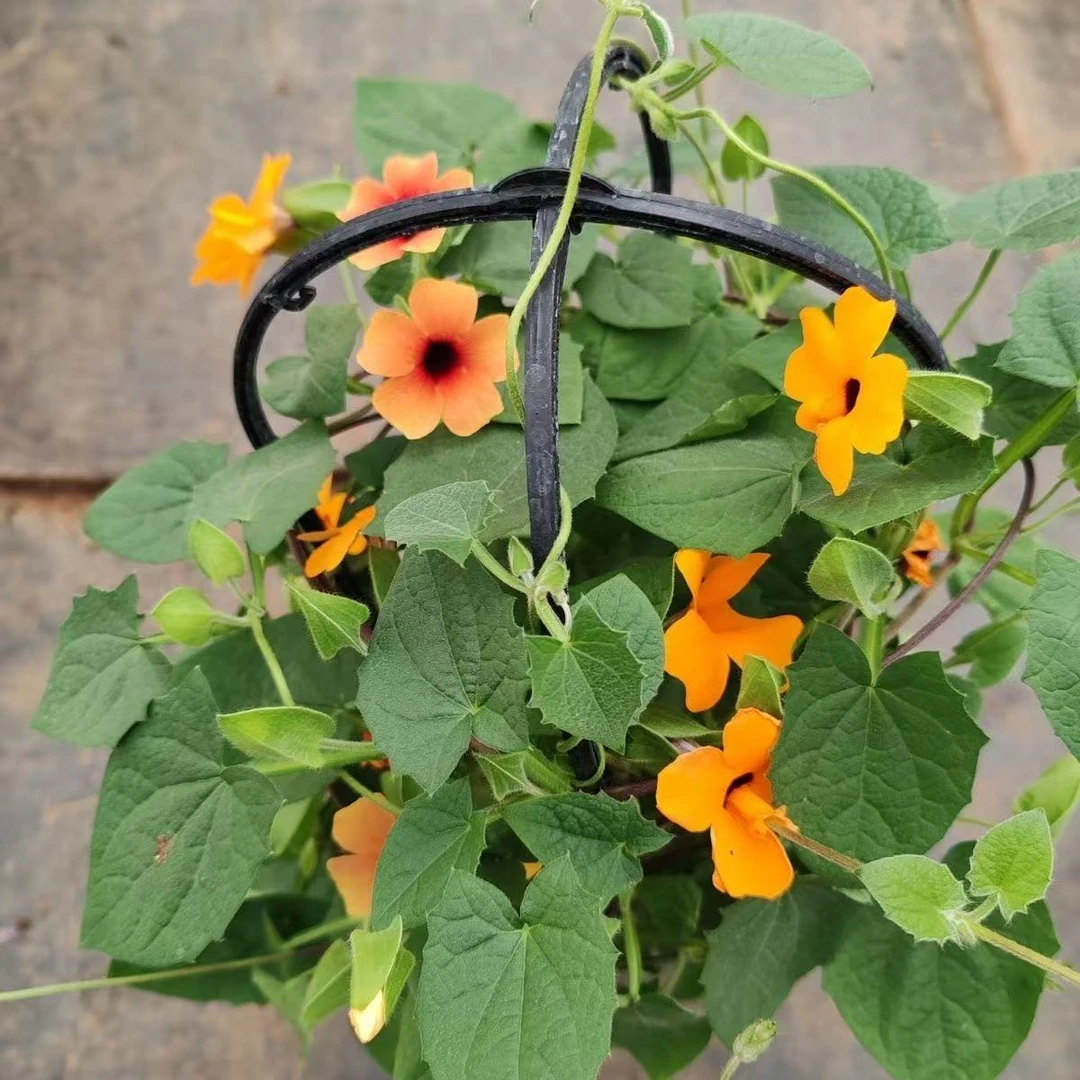 黑眼苏珊耐寒耐晒垂吊爬藤植物花卉盆栽室内鲜花客厅四季开花