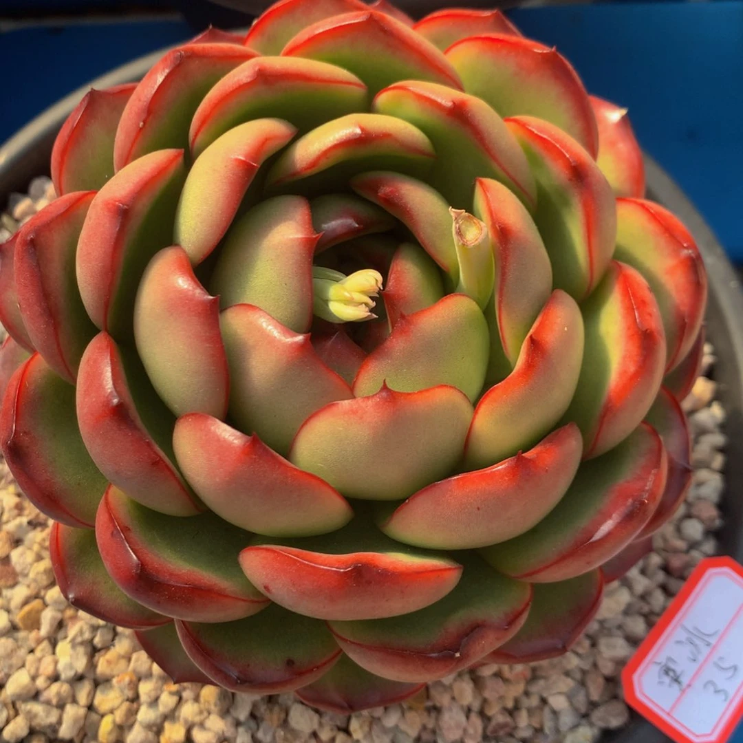 寒*万宝龙1111111