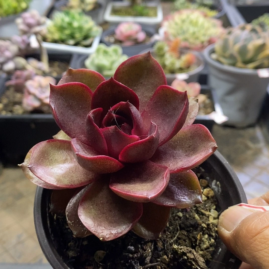 04110红灯多肉植物