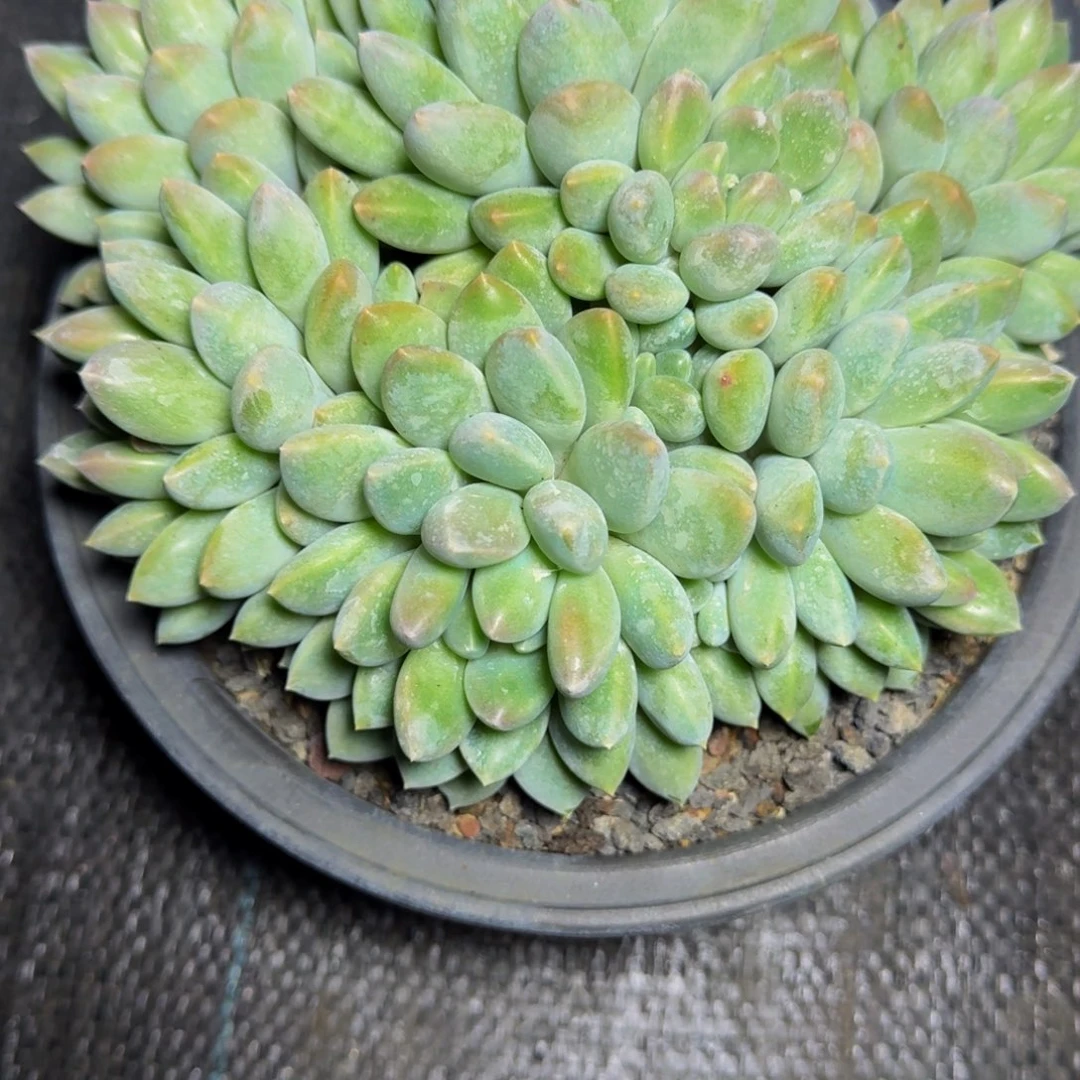 延****?奶糖群多肉发货发货