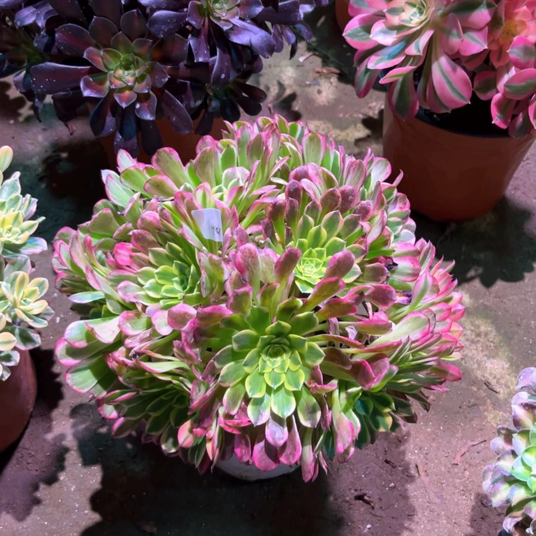 多肉植物朝霞951