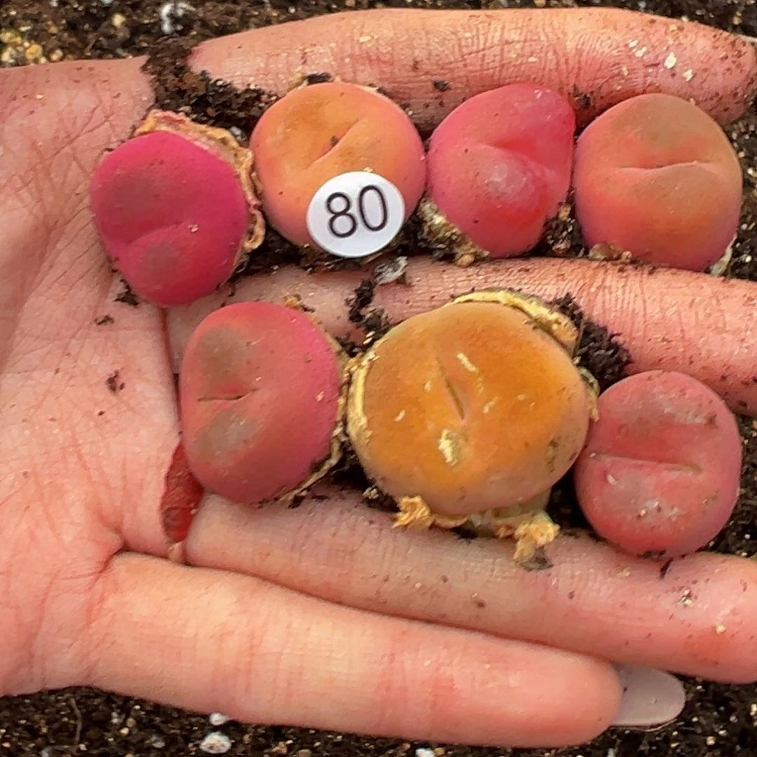 多肉植物111111111111111111