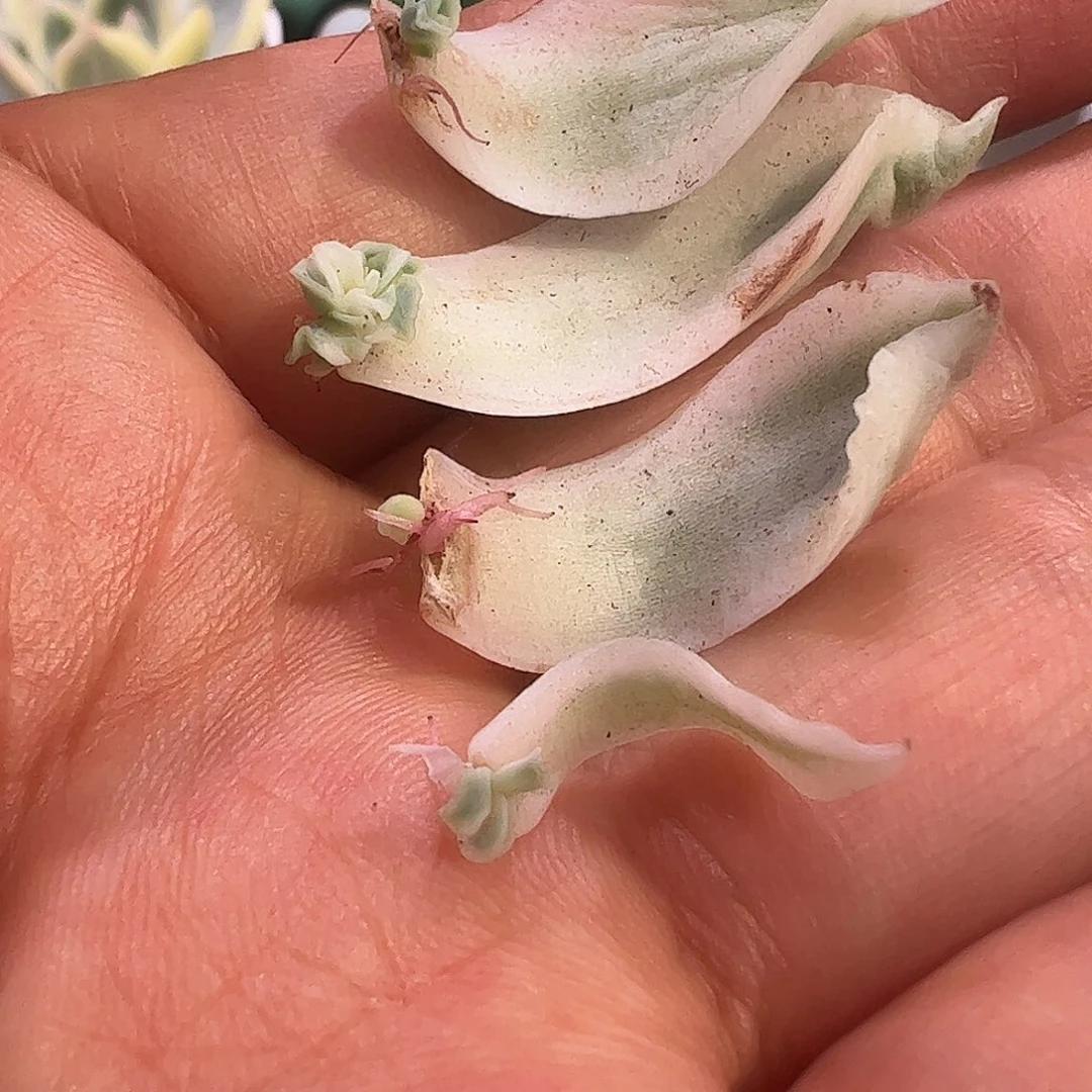 *****多肉植物多肉植物