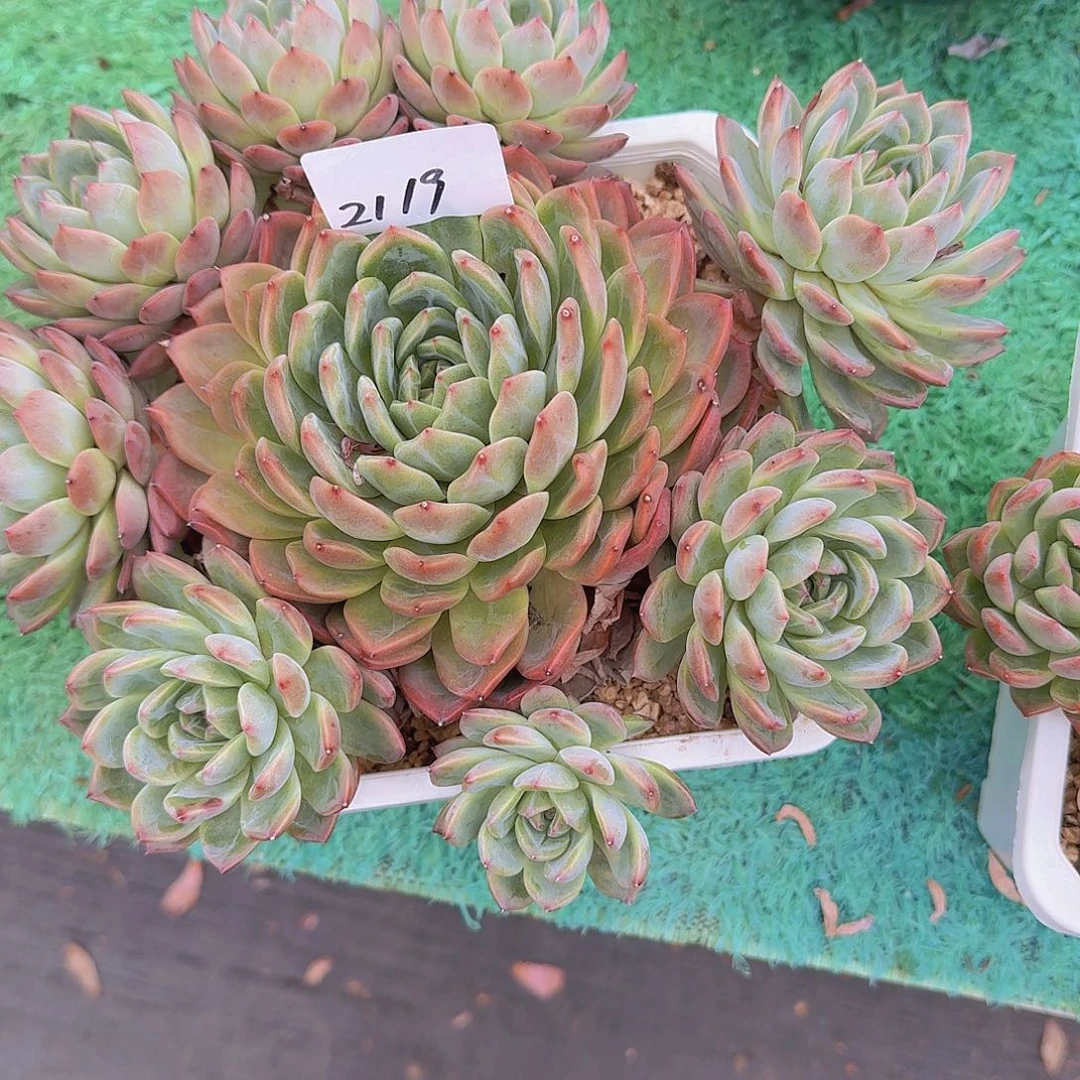 海***步2119东云雪花系杂交