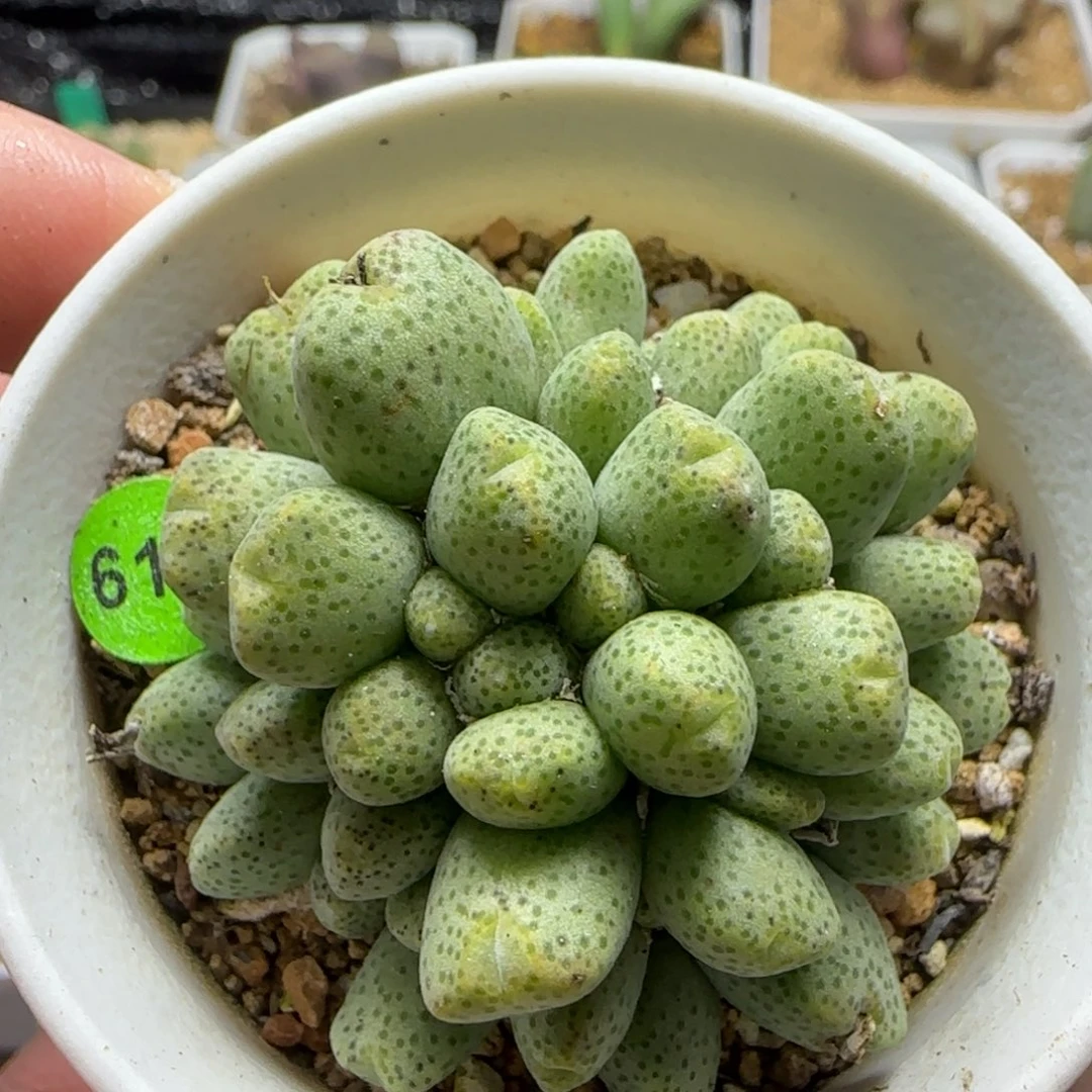 蟠桃斑马群54头多肉植物610